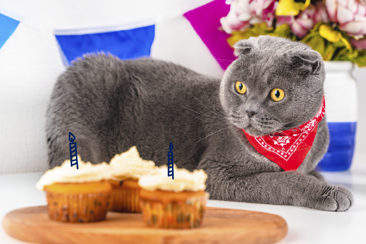 Cómo hacer un pastel para tu gato - Blog Petco Chile
