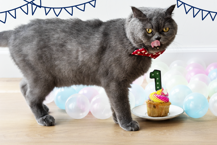 Cómo hacer un pastel para tu gato - Blog Petco Chile