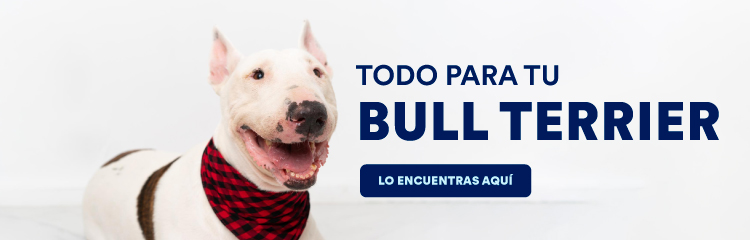 los bull terrier miniatura ladran mucho